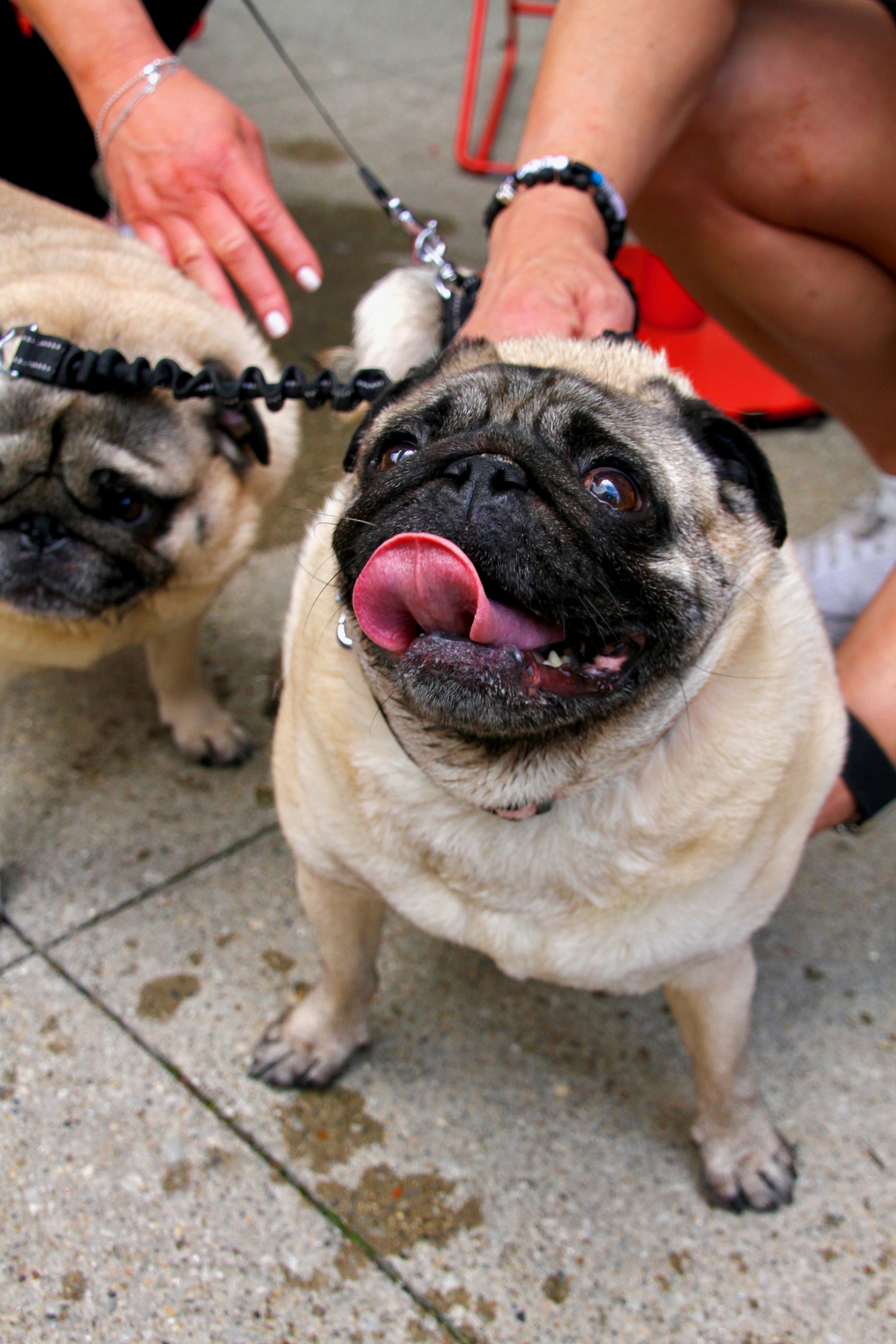 Pug