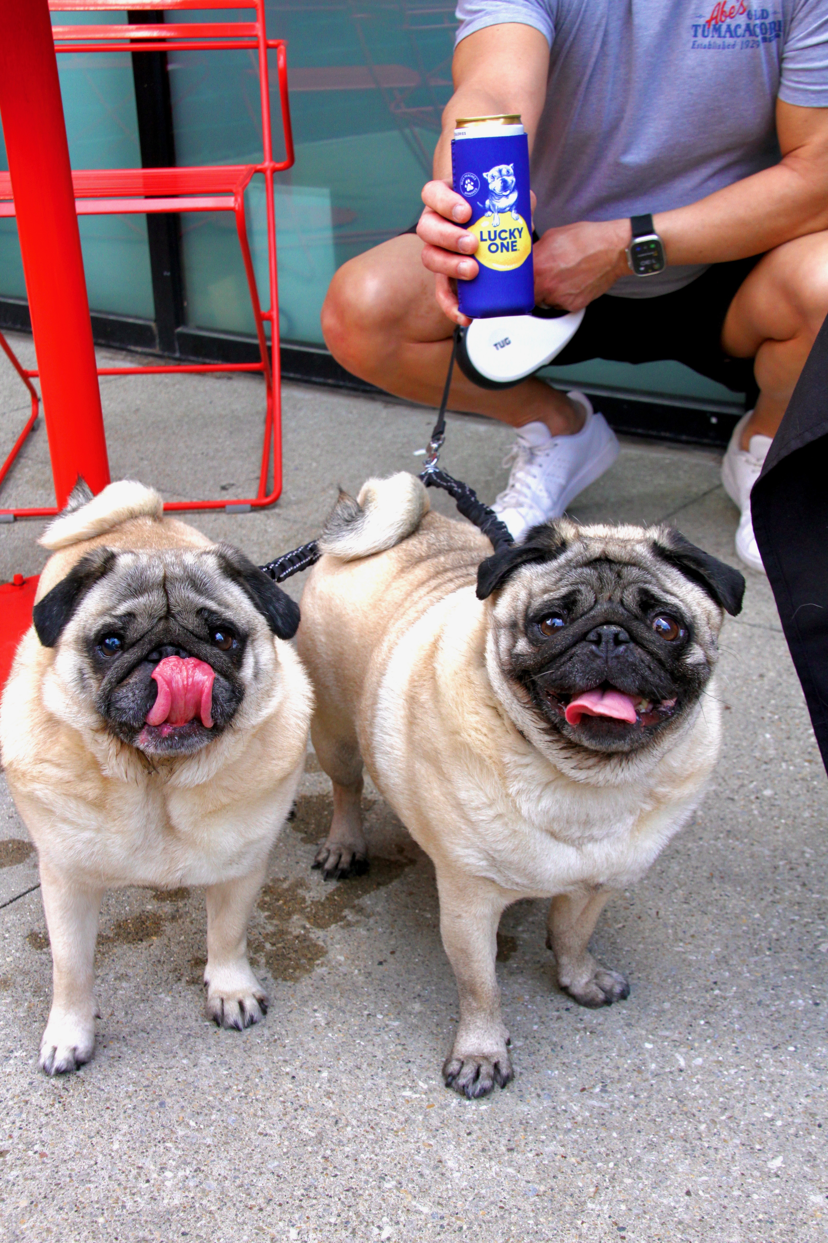 Cutie Pugs